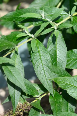 Yaz leylağı yaprakları - Latince adı - Buddleja davidii