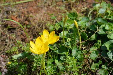 Kış nergis sarı çiçekleri - Latince adı - Sternbergia lutea