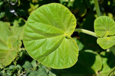 Sarı şeytanlar Latince adı Ibicella lutea