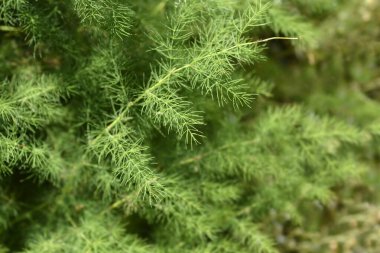 Dar yapraklı kuşkonmaz yaprakları - Latince adı - kuşkonmaz tenuifolius