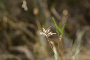Bitumen trefoil tohumu başı - Latince adı - Bituminaria bituminosa