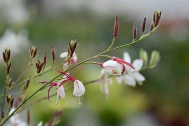 Gaura beyaz çiçekleri - Latince adı - Oenothera lindheimeri Whirling Butterfly