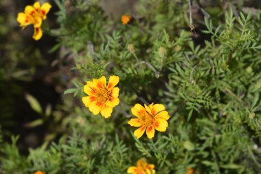 Fransız kadife çiçeği - Latince adı - Tagetes patula Linnaeus