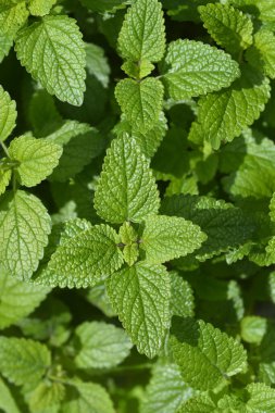 Limon yaprağı - Latince adı - Melissa officinalis