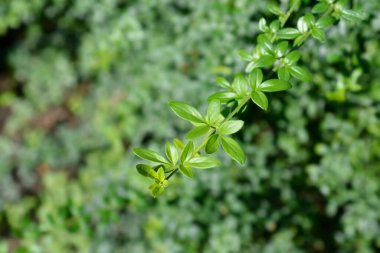 Yasemin yaprakları - Latince adı - Jasminum nudiflorum