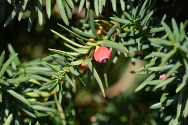 Meyveli İrlanda Yew şubesi - Latince adı - Taxus baccata