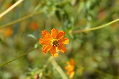 Sülfür kozmosu çiçeği - Latince adı - Kozmos sülfür