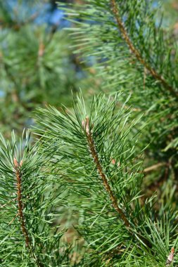 Siyah çam dalı - Latince adı - Pinus nigra