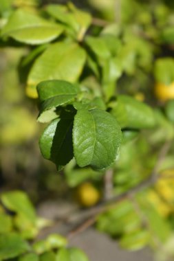 Japon çiçekli ayva yaprakları - Latince adı Chaenomeles japonica