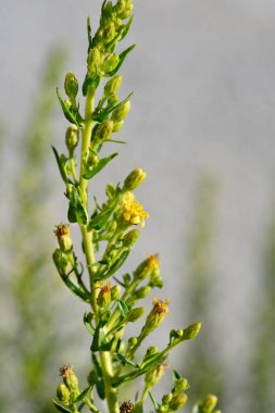 Yapışkan Paskalya sarı çiçekleri - Latince adı - Dittrichia viscosa