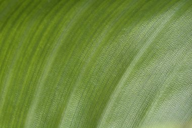 Cennet kuşu yaprak detayı - Latince adı - Strelitzia reginae