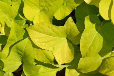 Tatlı patates yaprakları - Latince adı - Ipomoea batatas