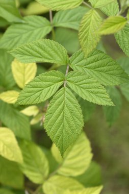 Avrupa kırmızı ahududu yaprakları - Latince adı - Rubus idaeus