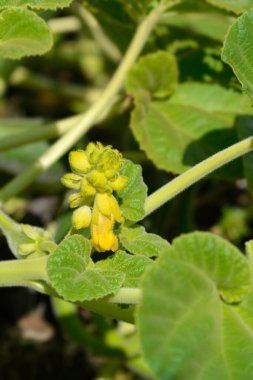 Sarı şeytanlar çiçek tomurcukları ve yaprakları pençelerler - Latince adı - Ibicella lutea