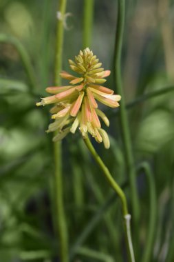 Red Hot Poker flower - Latin name - Kniphofia uvaria clipart