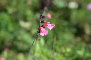 Bilge pembe çiçekler - Latince adı - Salvia greggii Peach Cobbler