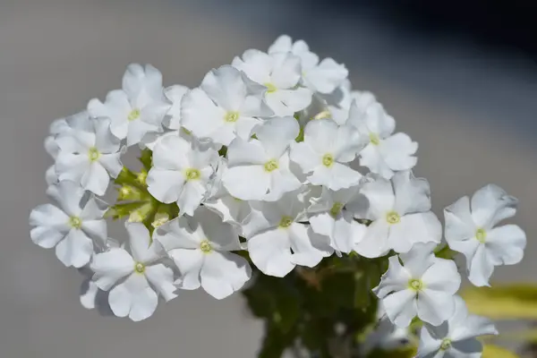 stock image Florists verbena white flowers - Latin name - Verbena hybrids