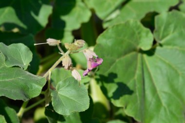 Ortak şeytanlar pençe - Latince adı - Hortum louisianica