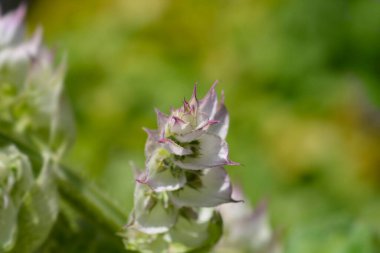 Clary adaçayı beyaz ve pembe çiçek - Latince adı - Salvia sclarea Vatikan Pembesi