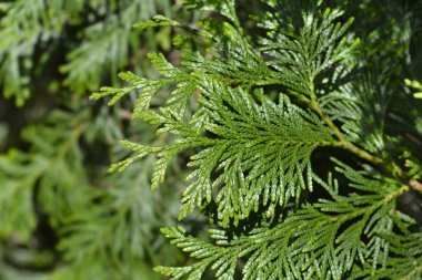 Batı kırmızı sedir dalı - Latince adı - Thuja plicata