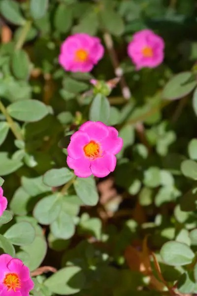 stock image Moss-rose purslane pink flower - Latin name - Portulaca hybrids