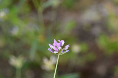 Bitumen trefoil çiçeği - Latince adı - Bituminaria bituminosa