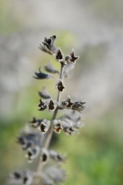 Yellow germander seed pods - Latin name - Teucrium flavum clipart