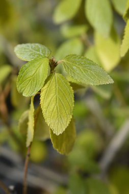 Sürünen Mavi Çiçek yaprakları - Latince adı - Ceanothus thyrsiflorus var. Pişmanlık