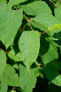 Japanese knotweed leaves - Latin name - Fallopia japonica clipart