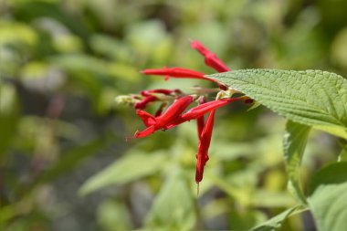 Ananas çiçekleri - Latince adı - Salvia zarif Ananas