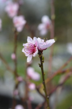 Peach tree branch with flowers - Latin name - Prunus persica Andross clipart