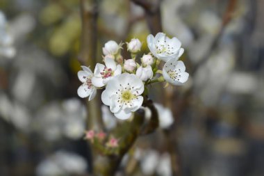 Pear tree branch with white flowers - Latin name - Pyrus communis Jelka clipart