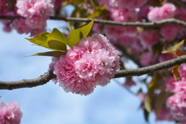 Japanese flowering cherry Kanzan branch with pink flowers - Latin name - Prunus serrulata Kanzan clipart