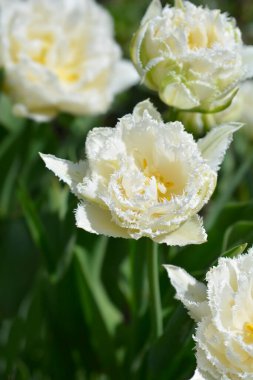 Beyaz, fırfırlı lale çiçekleri - Latince adı - Tulipa Kar Kristali