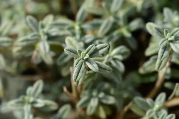 stock image Rock rose leaves - Latin name - Helianthemum The Bride