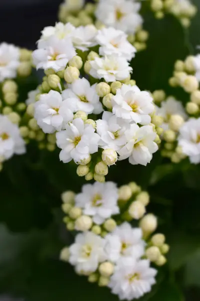 stock image White Florist kalanchoe double flowers - Latin name - Kalanchoe blossfeldiana