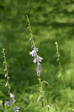 Sürünen çan çiçekleri - Latince adı - Campanula rapunculoides