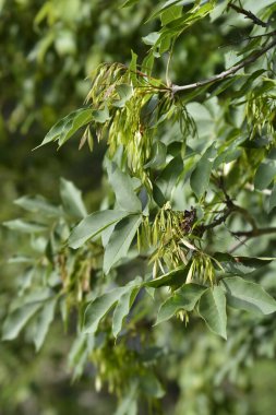 Flowering ash leaves and seeds - Latin name - Fraxinus ornus clipart