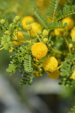 Sweet thorn branch with flowers - Latin name - Vachellia karroo clipart