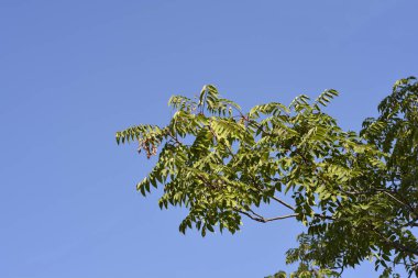 Cennet ağacı tohumlarla dallanır - Latince adı - Ailanthus altissima