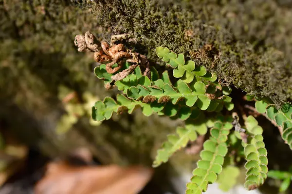 Rustyback eğreltiotu yaprakları - Latince adı - Asplenium ceterach