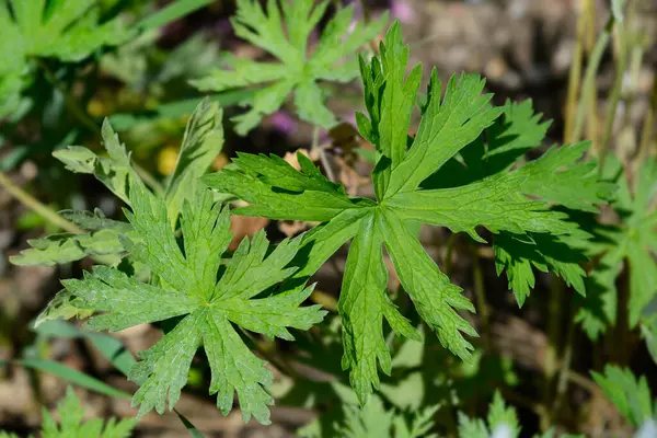 stock image Meadow cranesbill leaves - Latin name - Geranium pratense Splish Splash