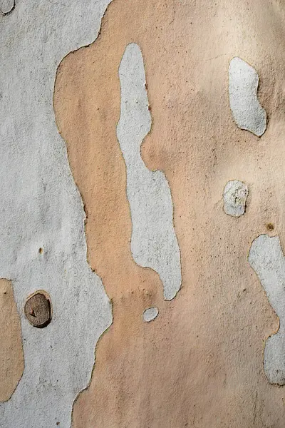 Londra uçak havlama detayı - Latince adı - Platanus hispanica