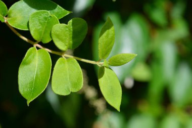 Japon hanımeli yaprakları - Latince adı - Lonicera japonica