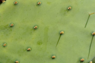 Hint inciri ayrıntıları - Latince adı - Opuntia ficus-indica