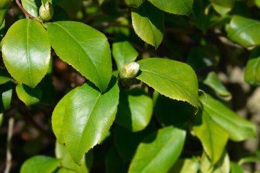 Çiçek goncalı kamelya dalı - Latince adı - Kamelya japonica