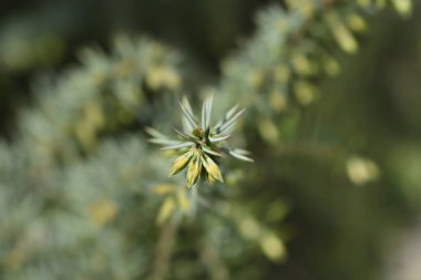 Genel ardıç dalı - Latince adı - Juniperus communis
