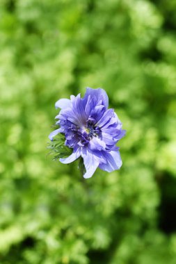 Kraliyet şakayığı mavi çiçeği - Latince adı Anemone coronaria St. Brigid
