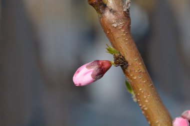 Pembe çiçek tomurcuklu şeftali dalı - Latince adı - Prunus persica Fayette