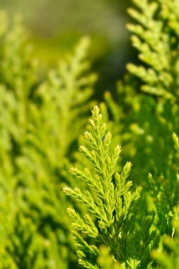 Leyland Selvi şubesi - Latince adı - Cuprocyparis leylandii Gold Rider